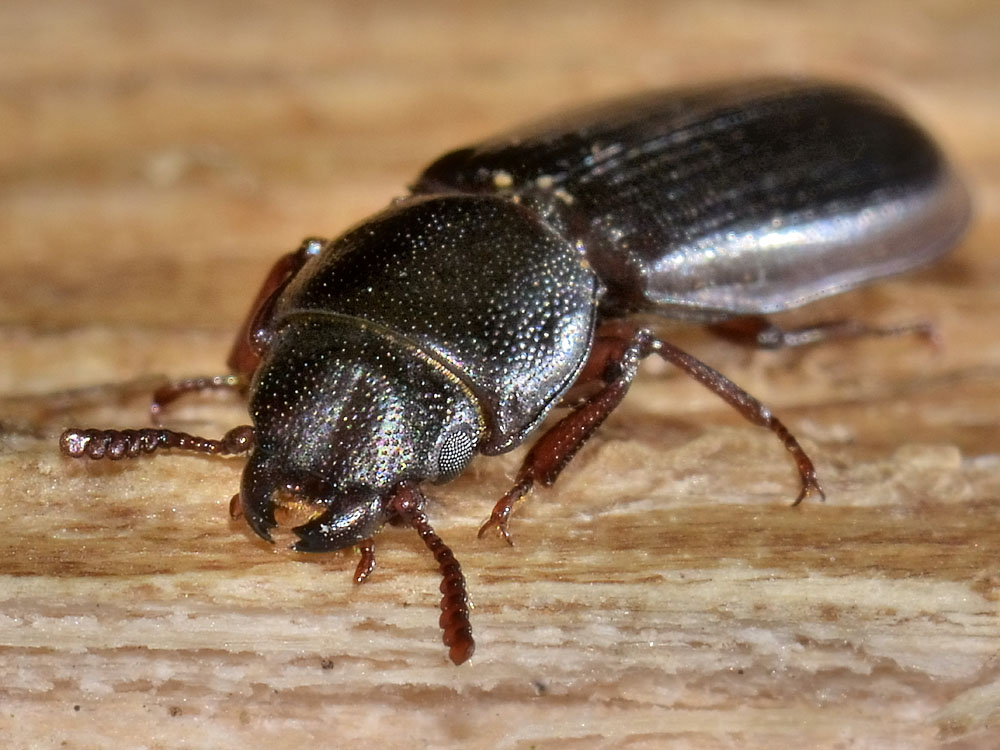 Tenebroides mauritanicus o fuscus?